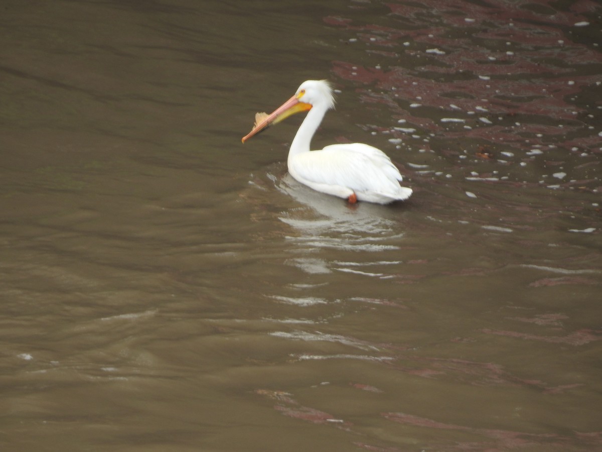 American White Pelican - Kevin Slattery