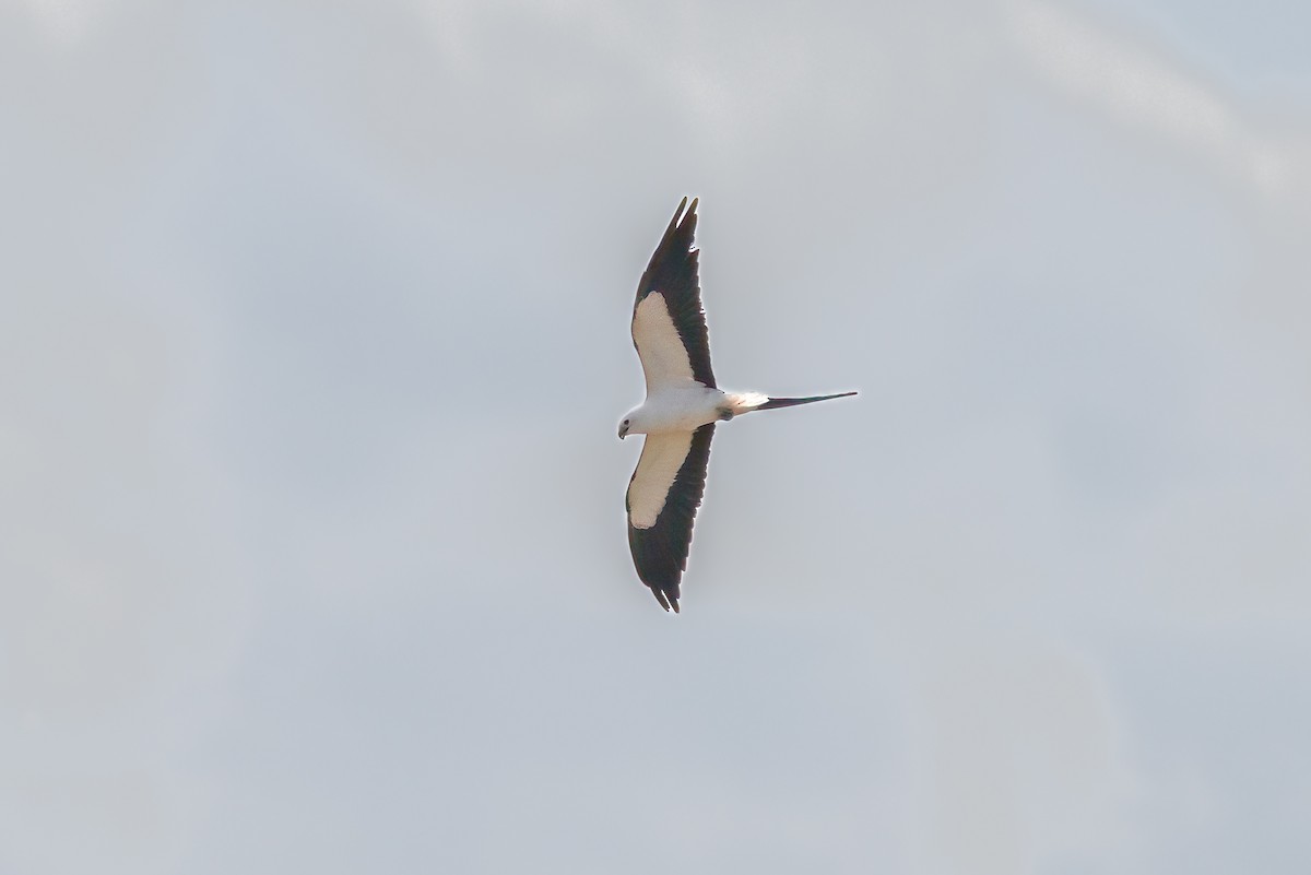 Swallow-tailed Kite - Mark Stephenson