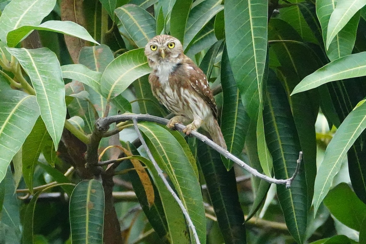 Ferruginous Pygmy-Owl - ML618171179