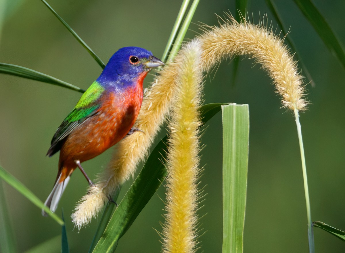 Painted Bunting - ML618171180
