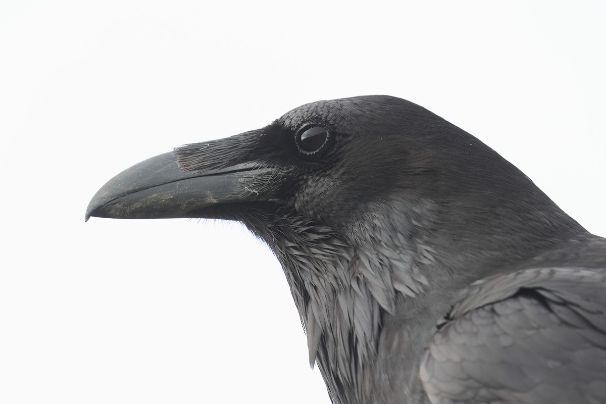 Common Raven - Tom Fangrow