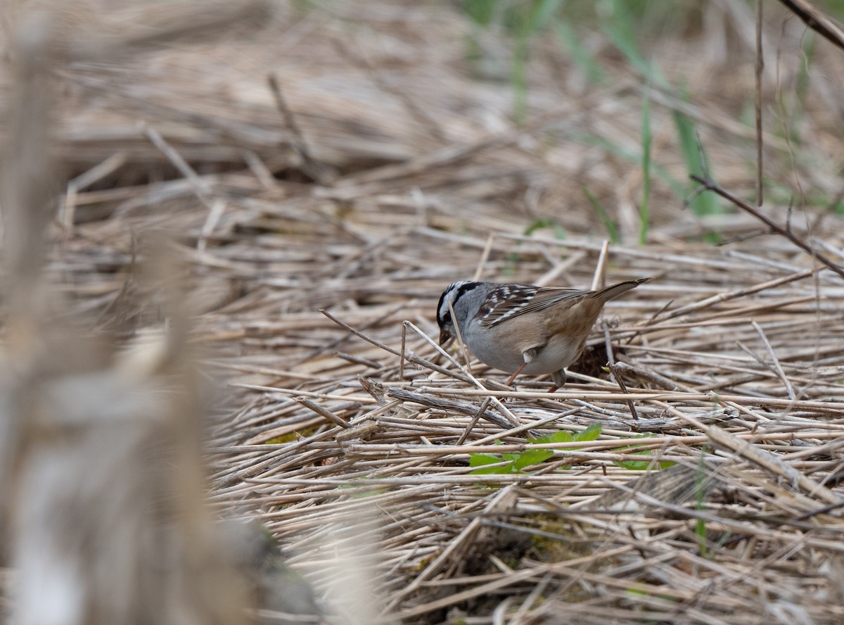 White-crowned Sparrow - ML618171193