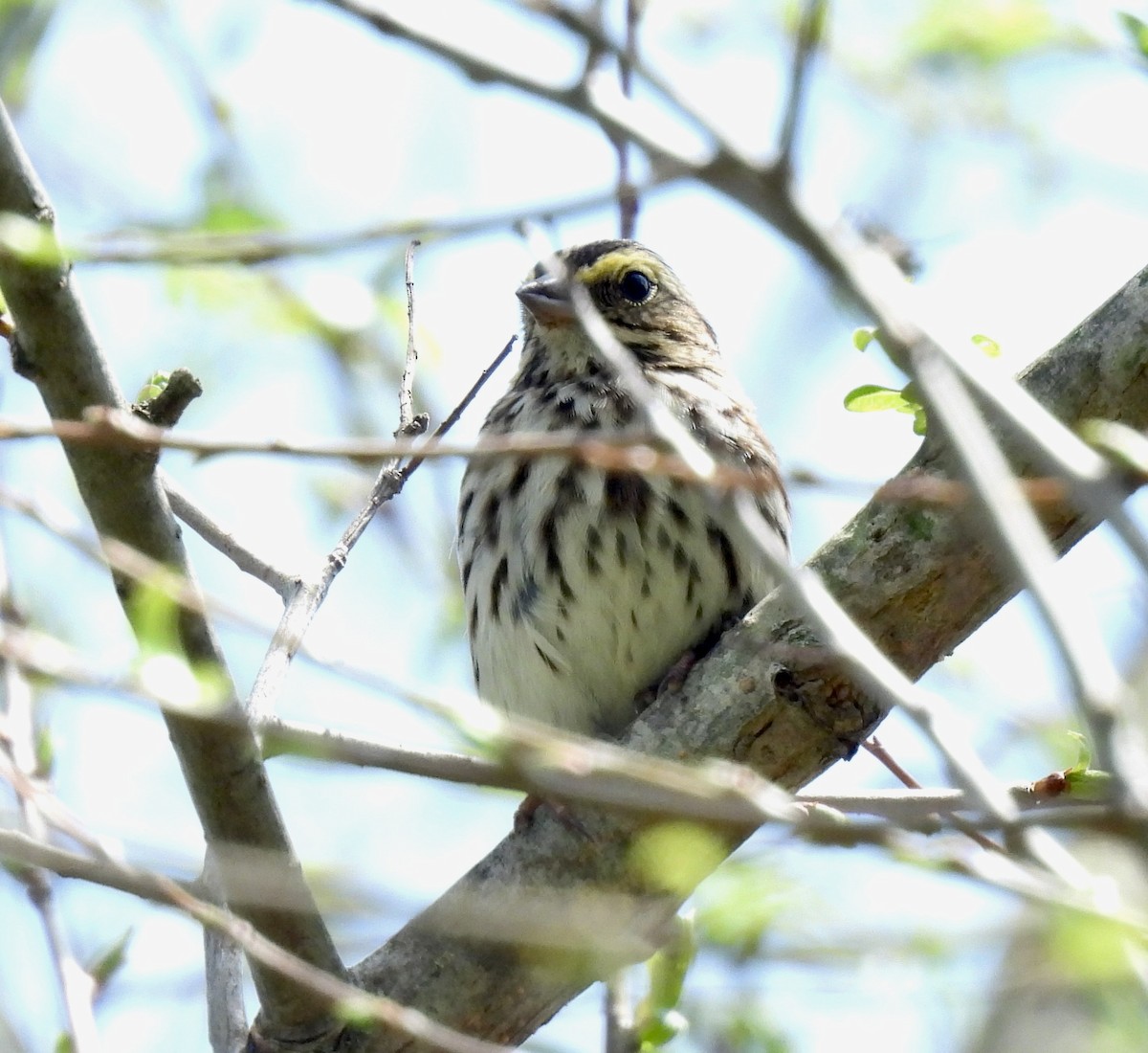 Savannah Sparrow - ML618171197