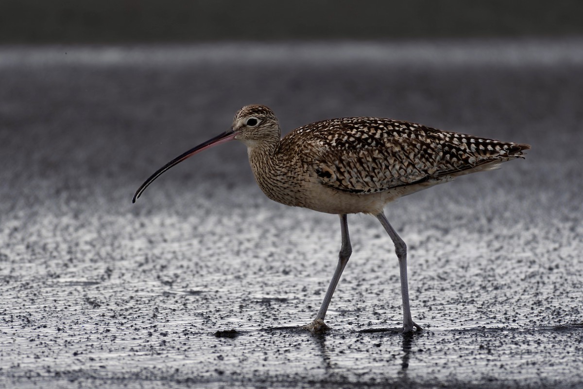 Long-billed Curlew - ML618171261