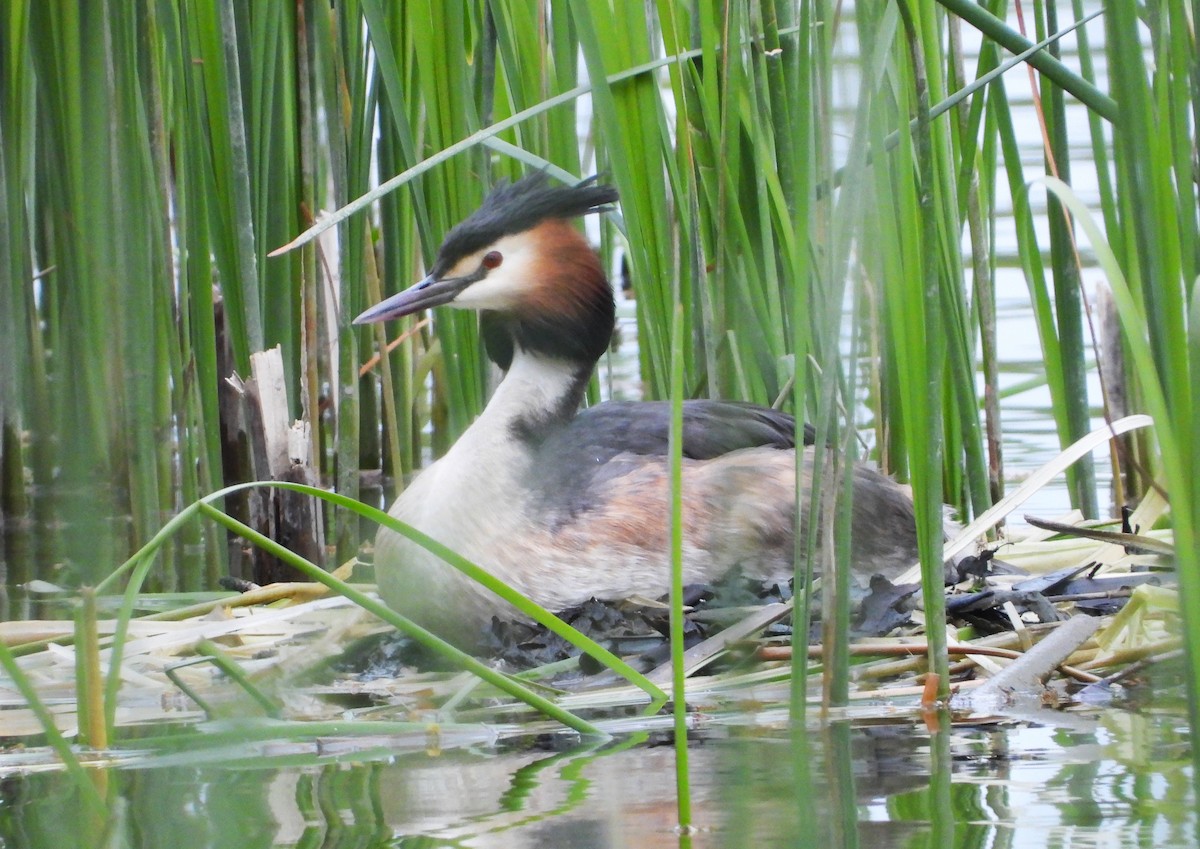 Great Crested Grebe - ML618171279