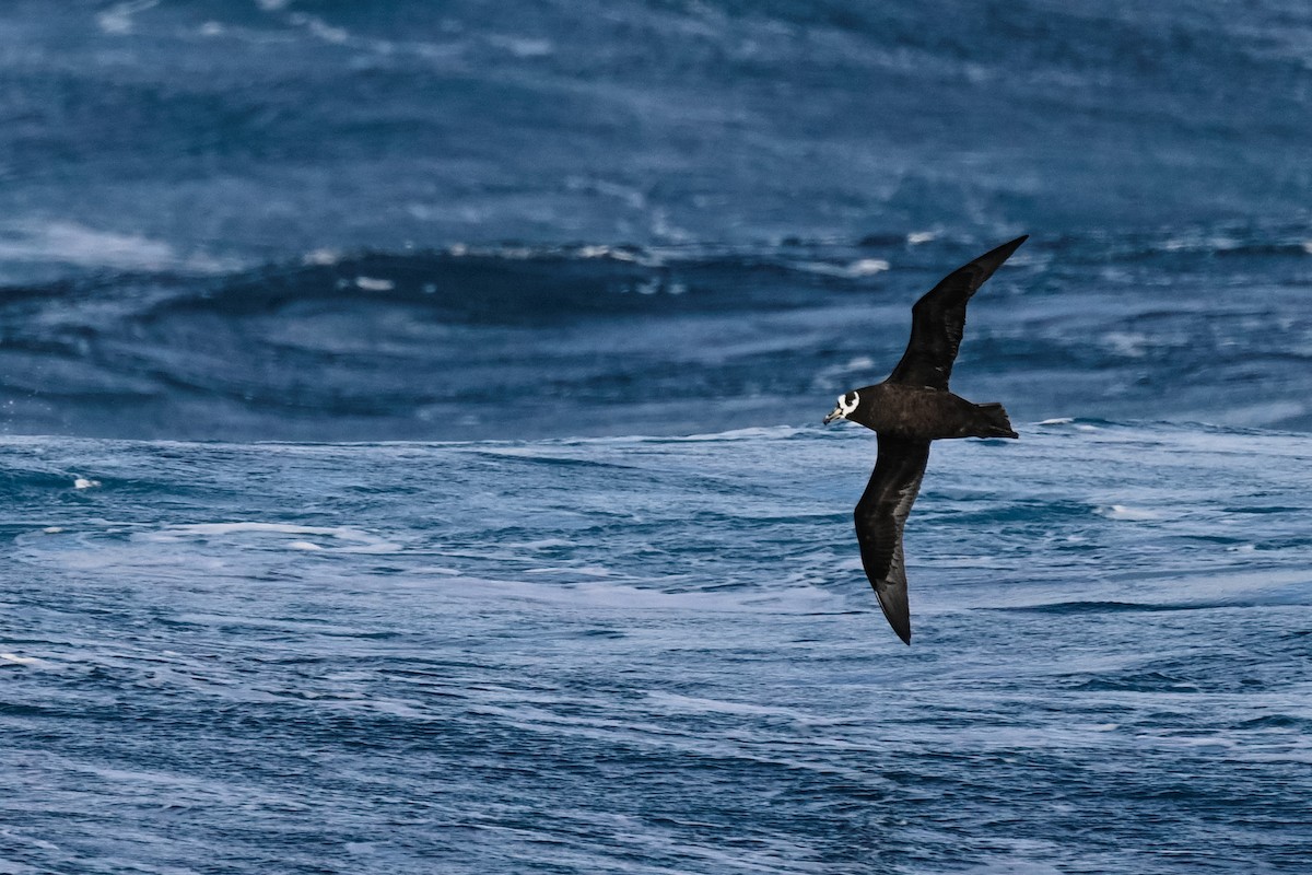 Spectacled Petrel - ML618171326