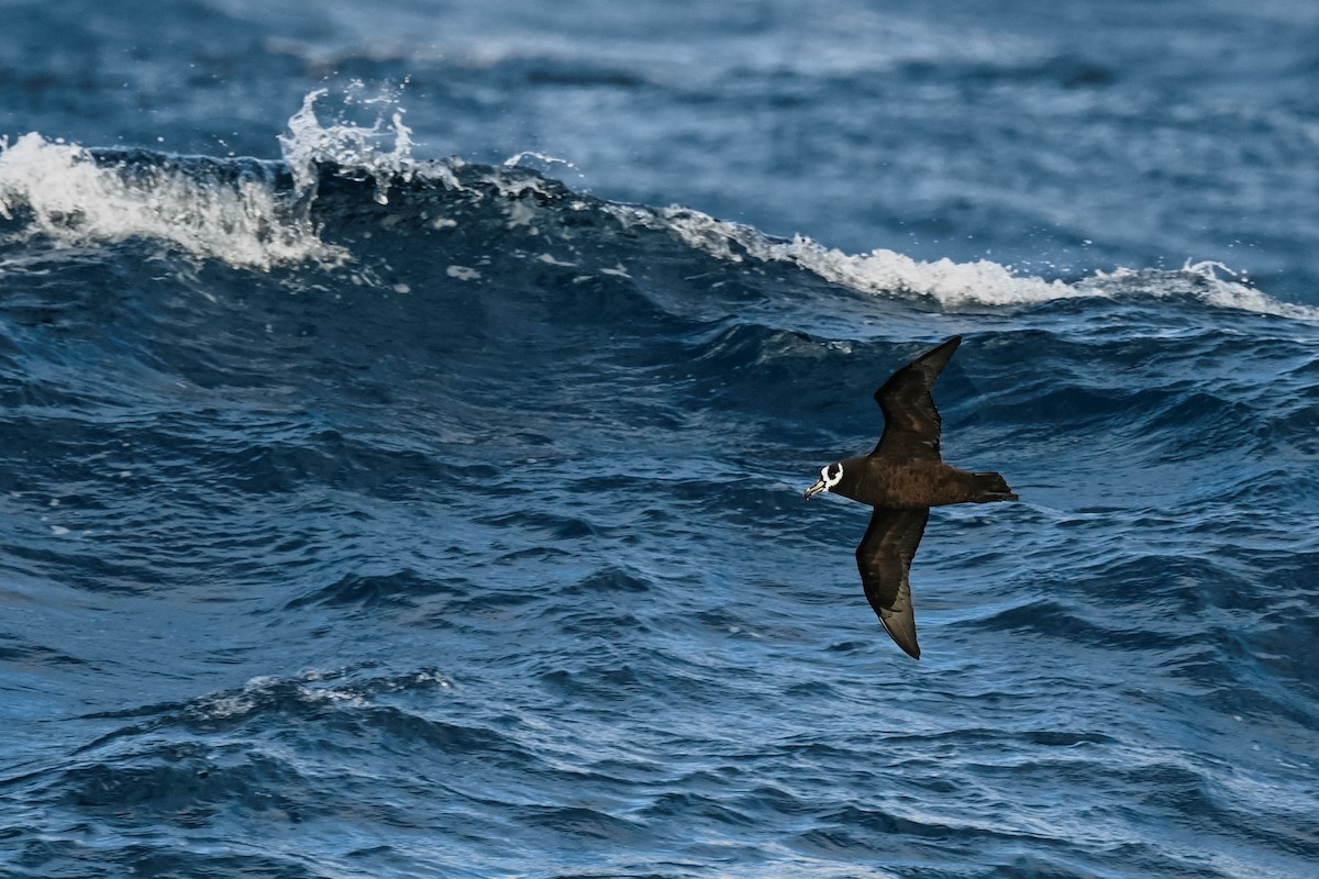 Spectacled Petrel - ML618171327