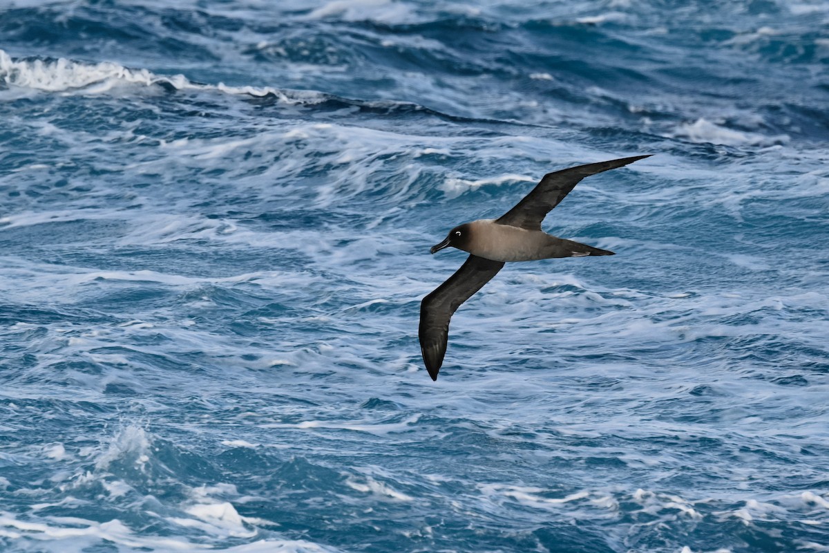 Light-mantled Albatross - ML618171339