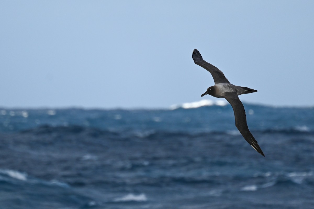 Light-mantled Albatross - ML618171340