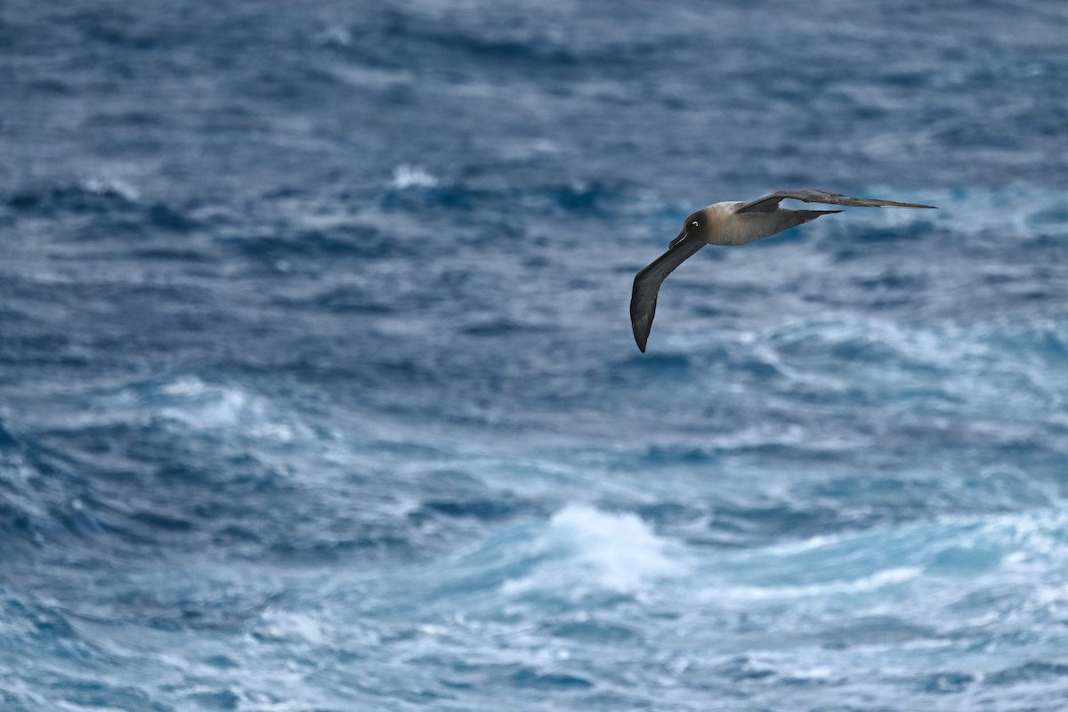 Albatros fuligineux - ML618171341