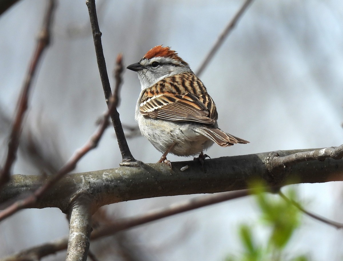 Chipping Sparrow - ML618171362