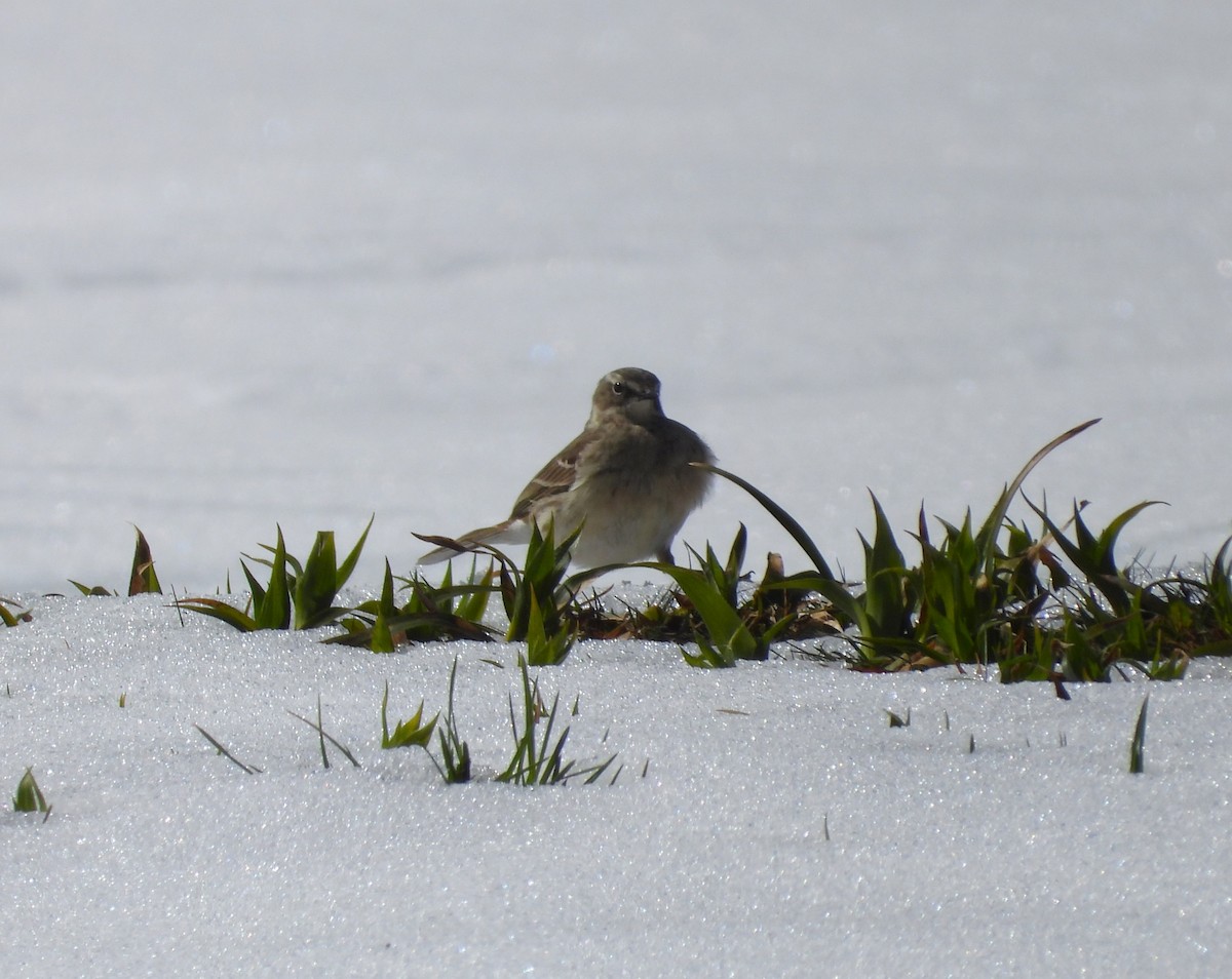 Water Pipit - ML618171372