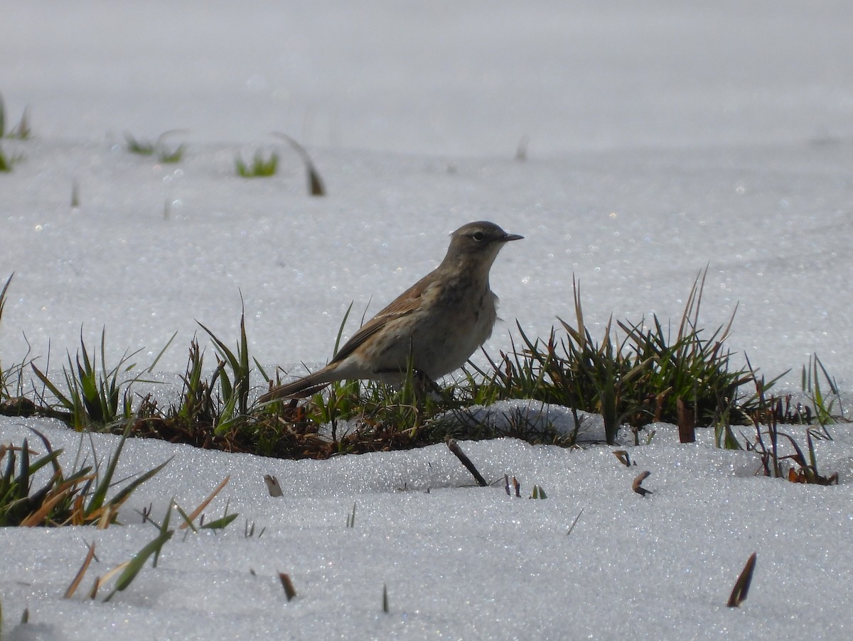 Water Pipit - ML618171373