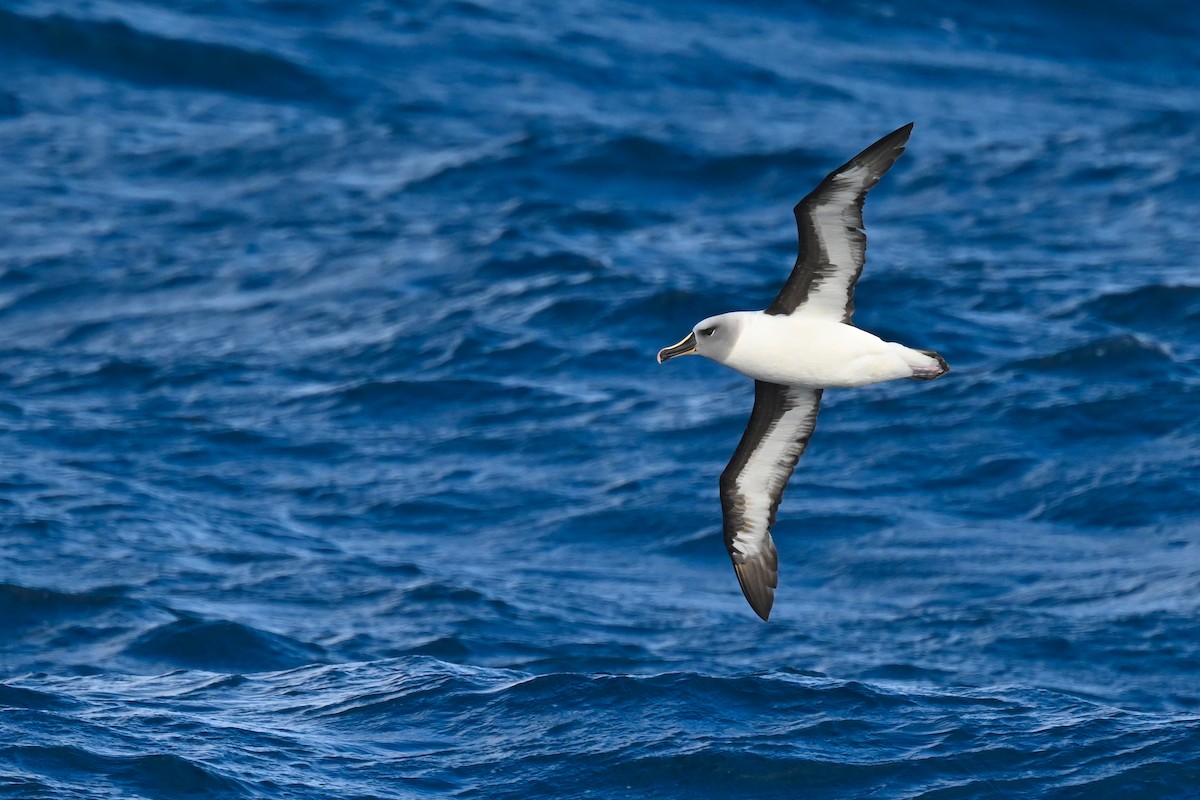 albatros šedohlavý - ML618171374