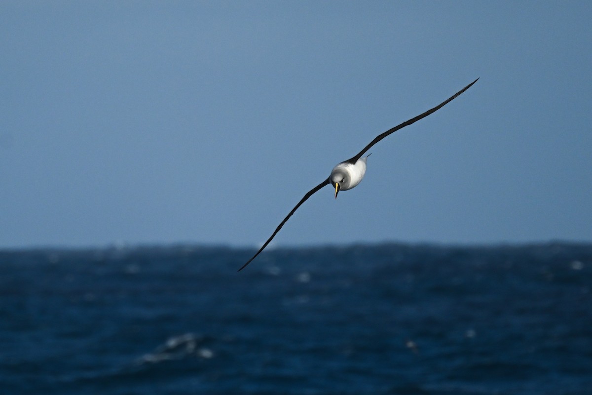 Сероголовый альбатрос - ML618171376
