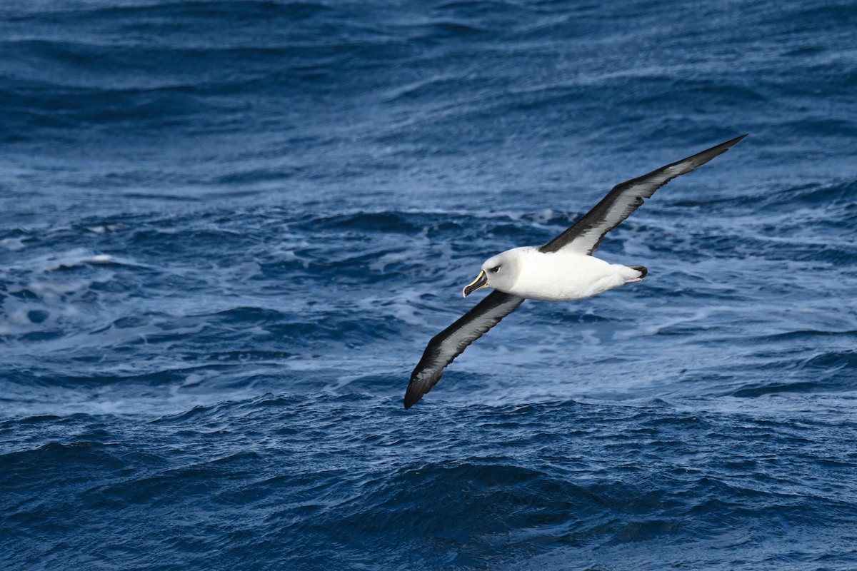 albatros šedohlavý - ML618171377