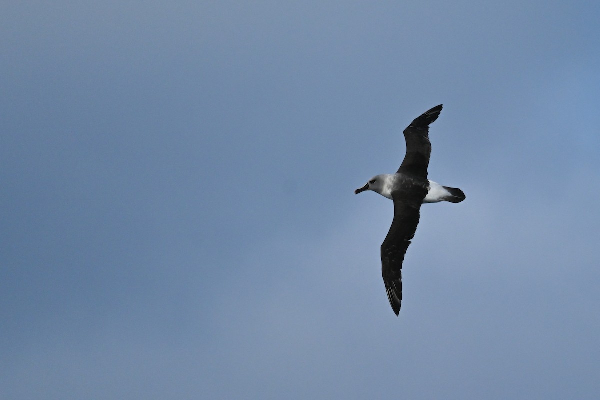 Gray-headed Albatross - Marcelina Poddaniec