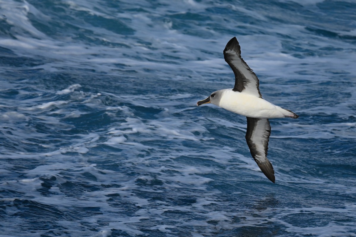 albatros šedohlavý - ML618171379