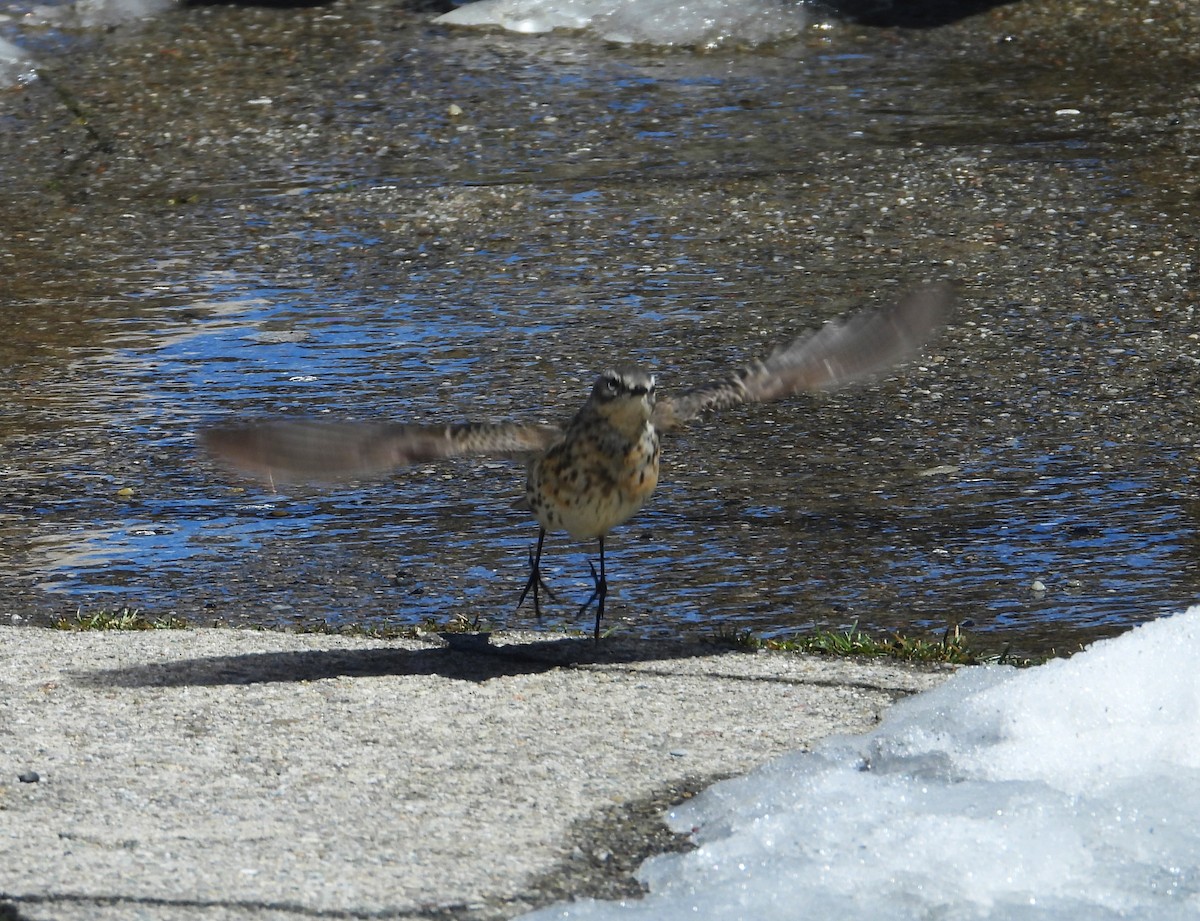 Water Pipit - ML618171382