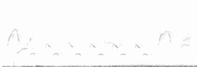 Светлобрюхий фиби - ML618171396