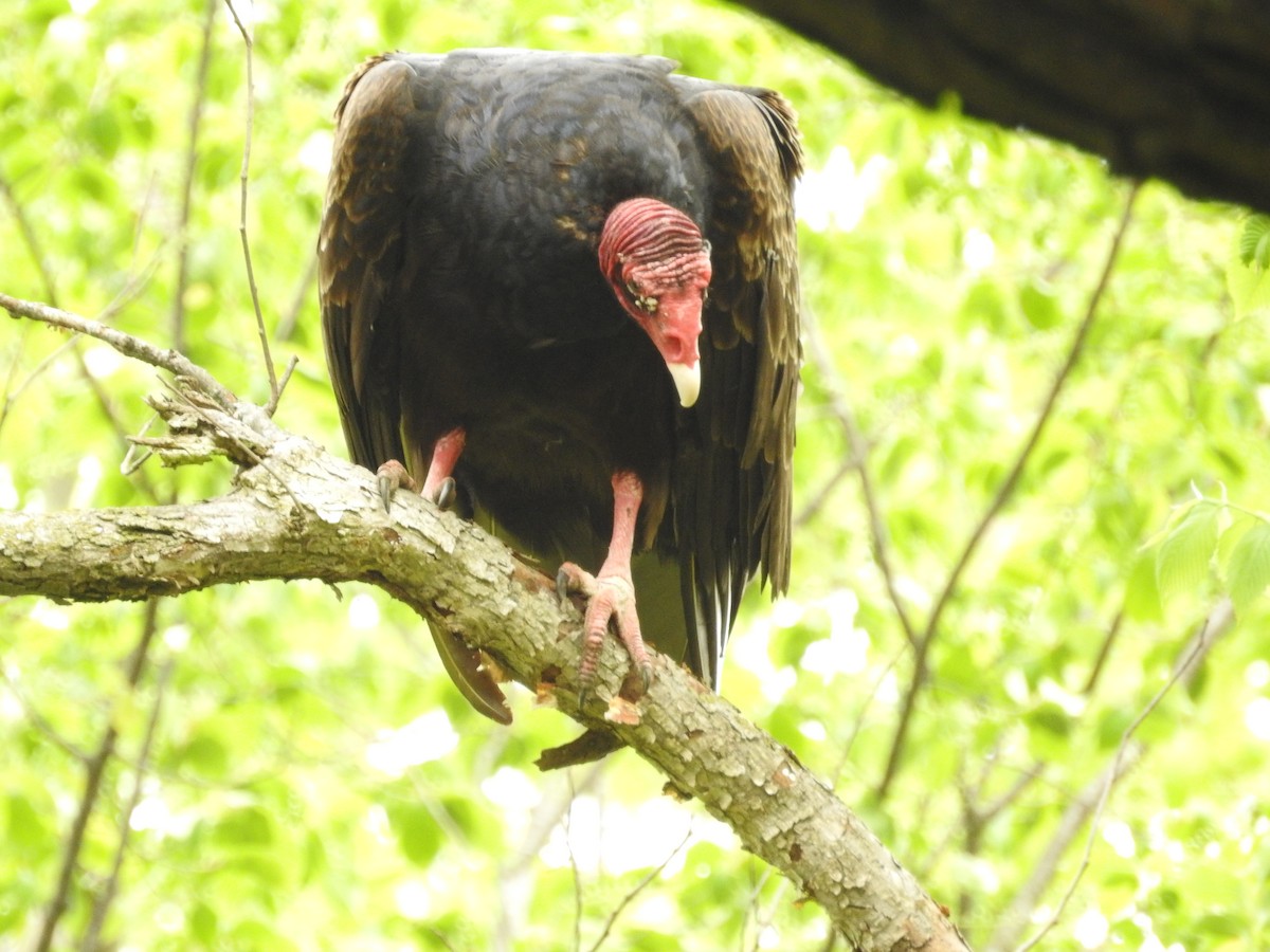 Turkey Vulture - Kevin Slattery