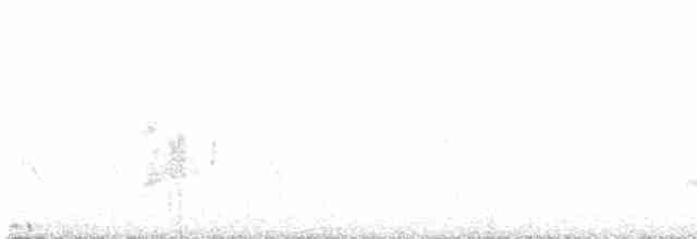 Светлобрюхий фиби - ML618171403