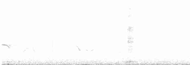 Светлобрюхий фиби - ML618171418