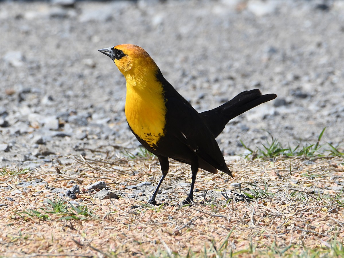 Yellow-headed Blackbird - ML618171459