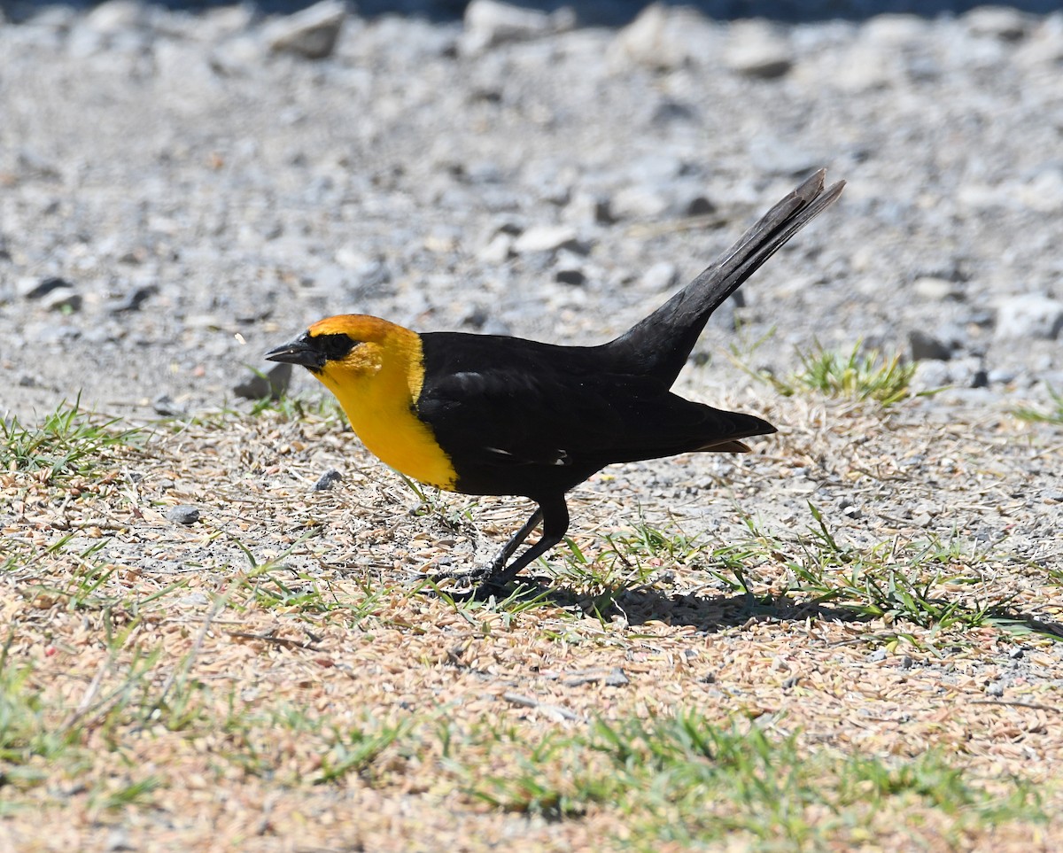 Yellow-headed Blackbird - ML618171461