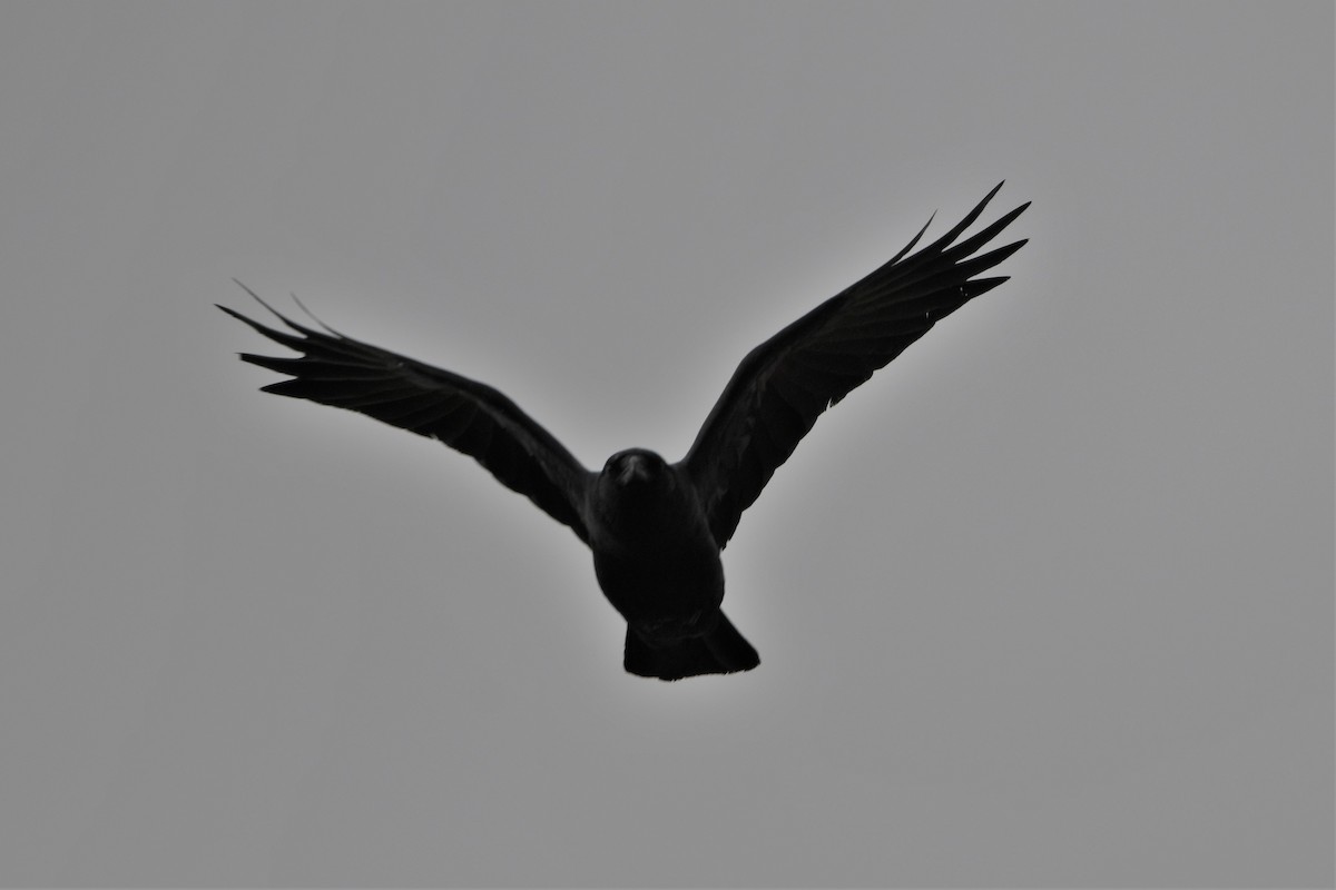 Common Raven - ML618171503