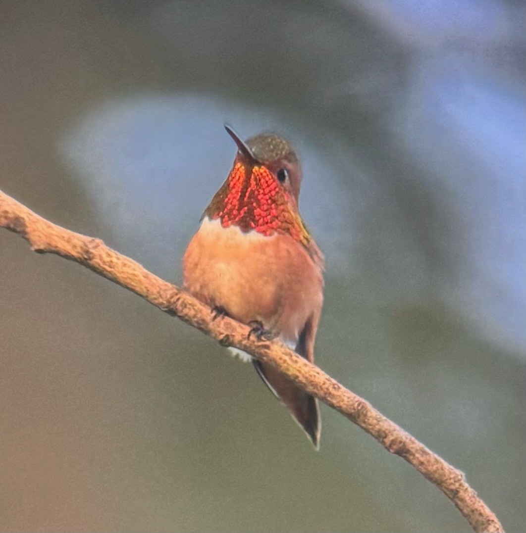 Rufous/Allen's Hummingbird - ML618171534