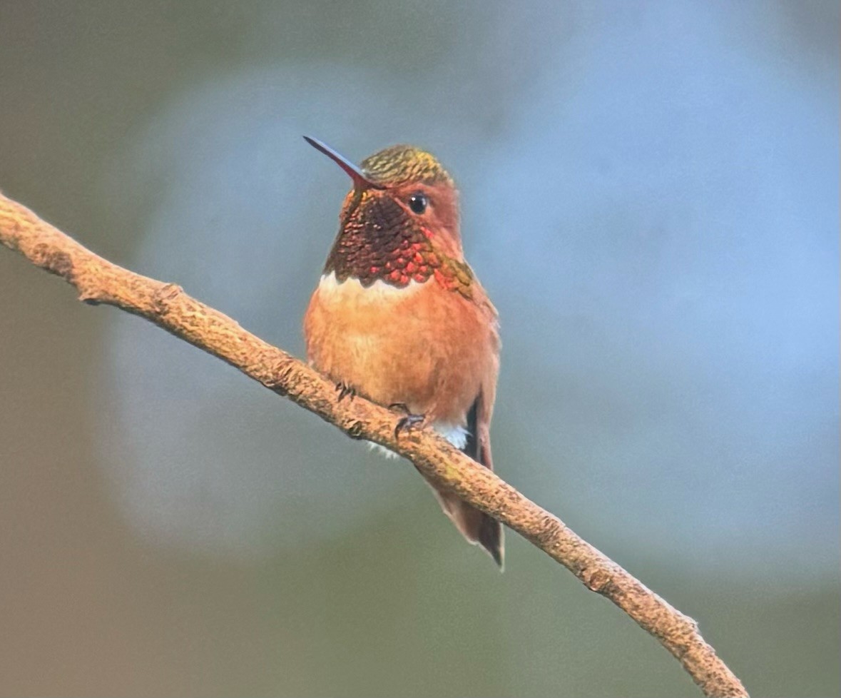 Rufous/Allen's Hummingbird - Harrison Horn