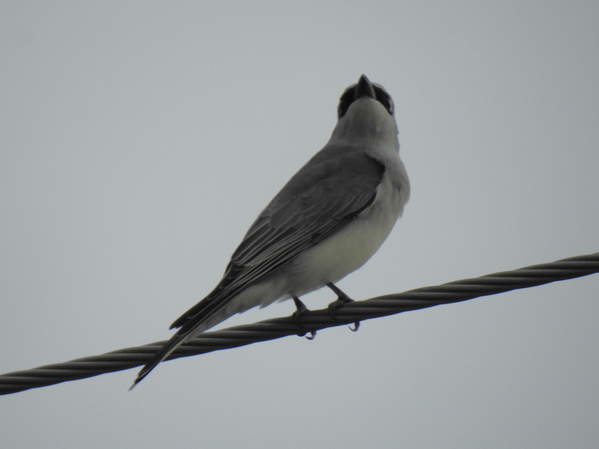 White-bellied Cuckooshrike - ML618171561