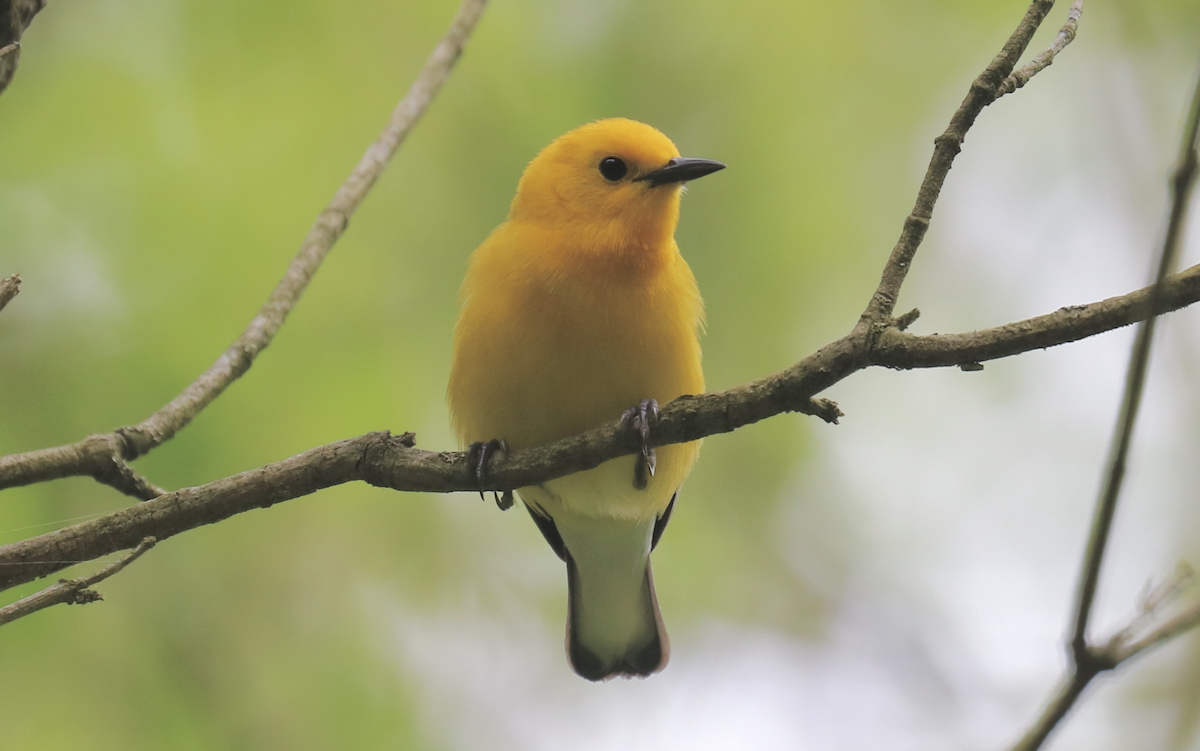Prothonotary Warbler - ML618171588