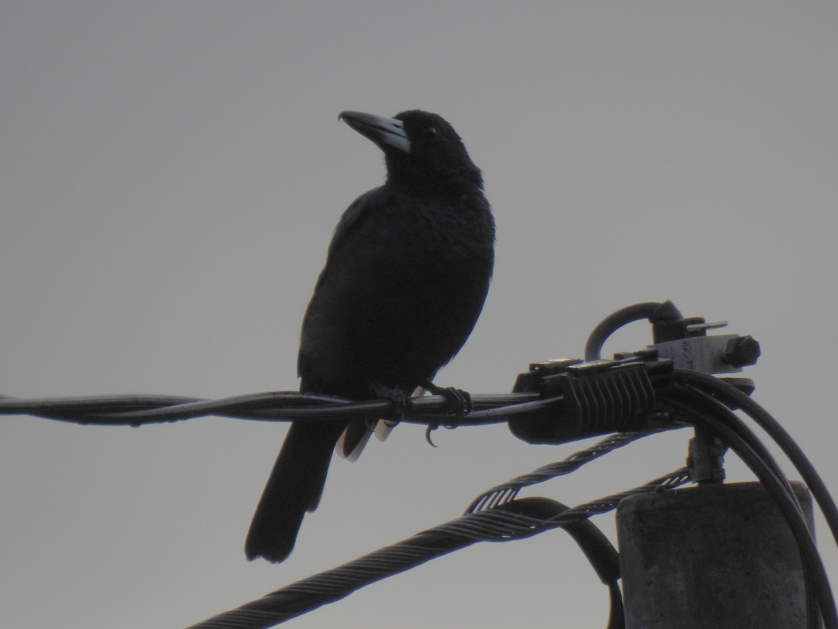 Чёрная флейтовая птица - ML618171611