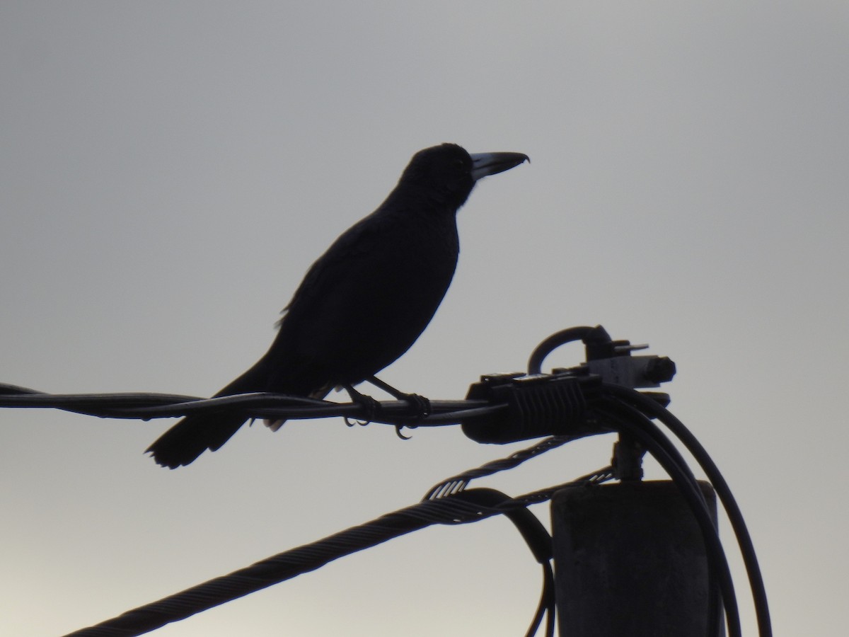Чёрная флейтовая птица - ML618171612