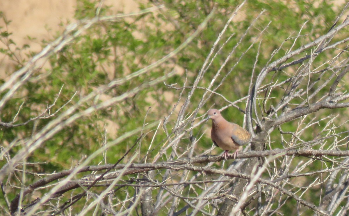 Laughing Dove - ML618171623
