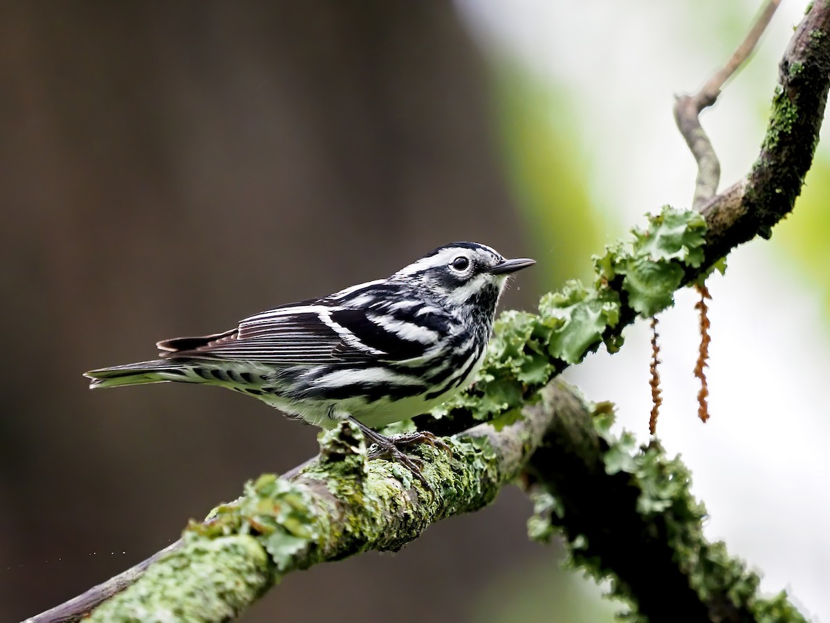 Black-and-white Warbler - ML618171691