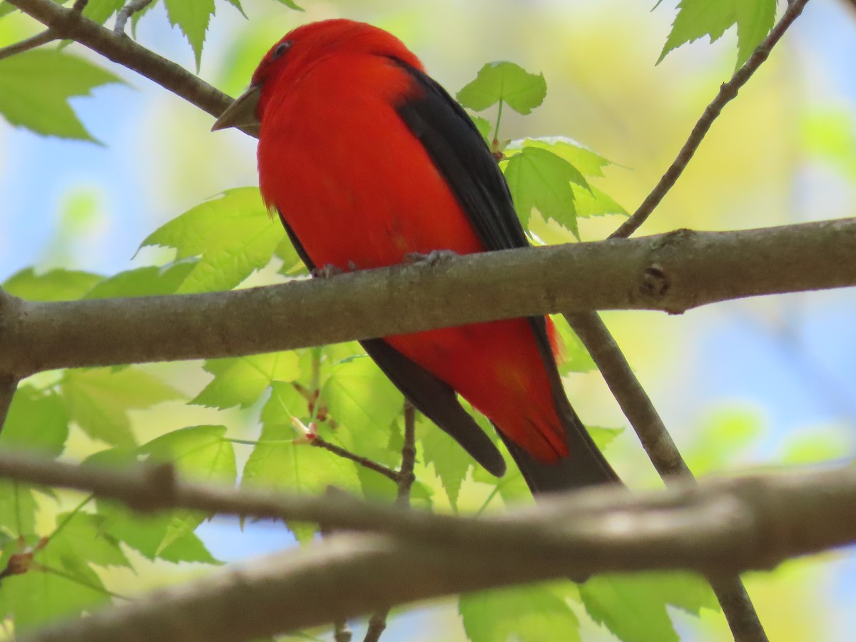 Scarlet Tanager - ML618171700