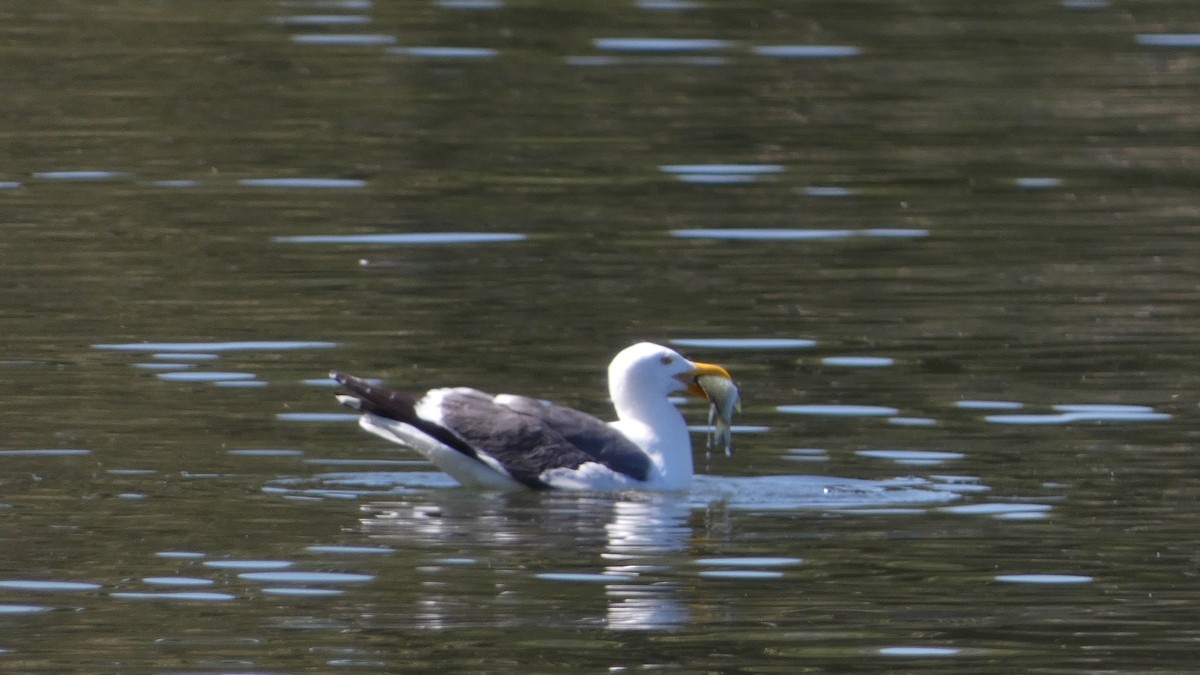 Yellow-footed Gull - ML618171855