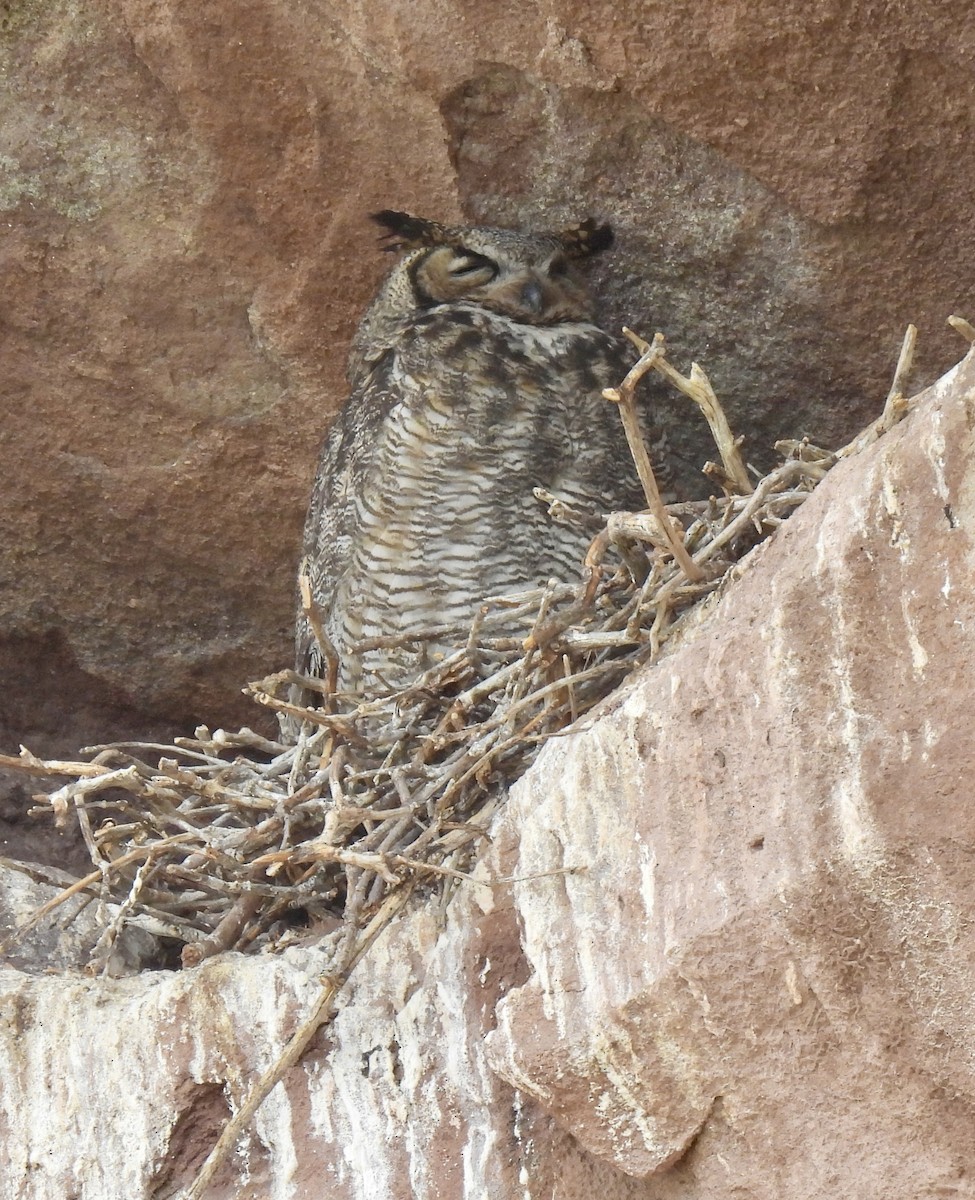 Great Horned Owl - ML618171859