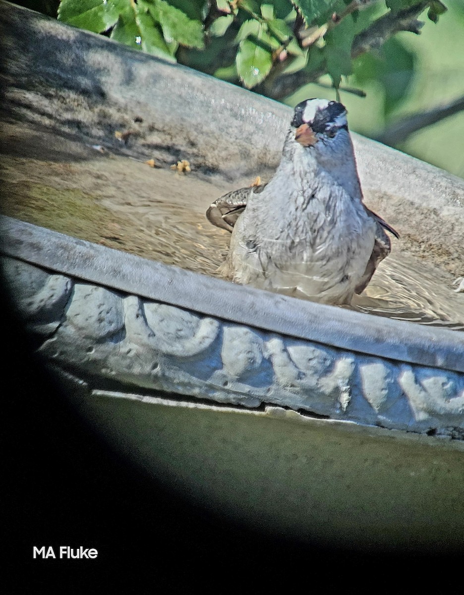 White-crowned Sparrow (Dark-lored) - ML618171894