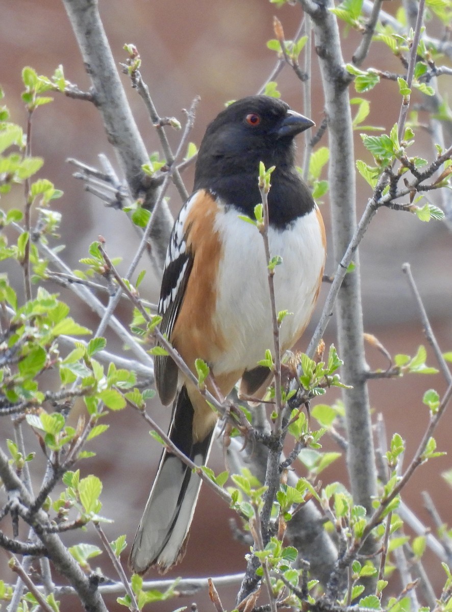 Spotted Towhee - ML618171928