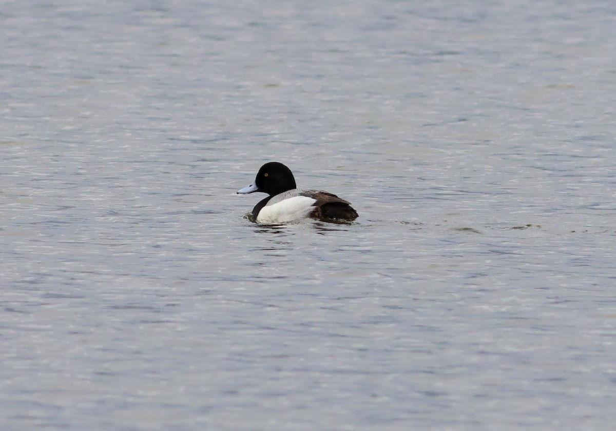 Greater Scaup - ML618171960