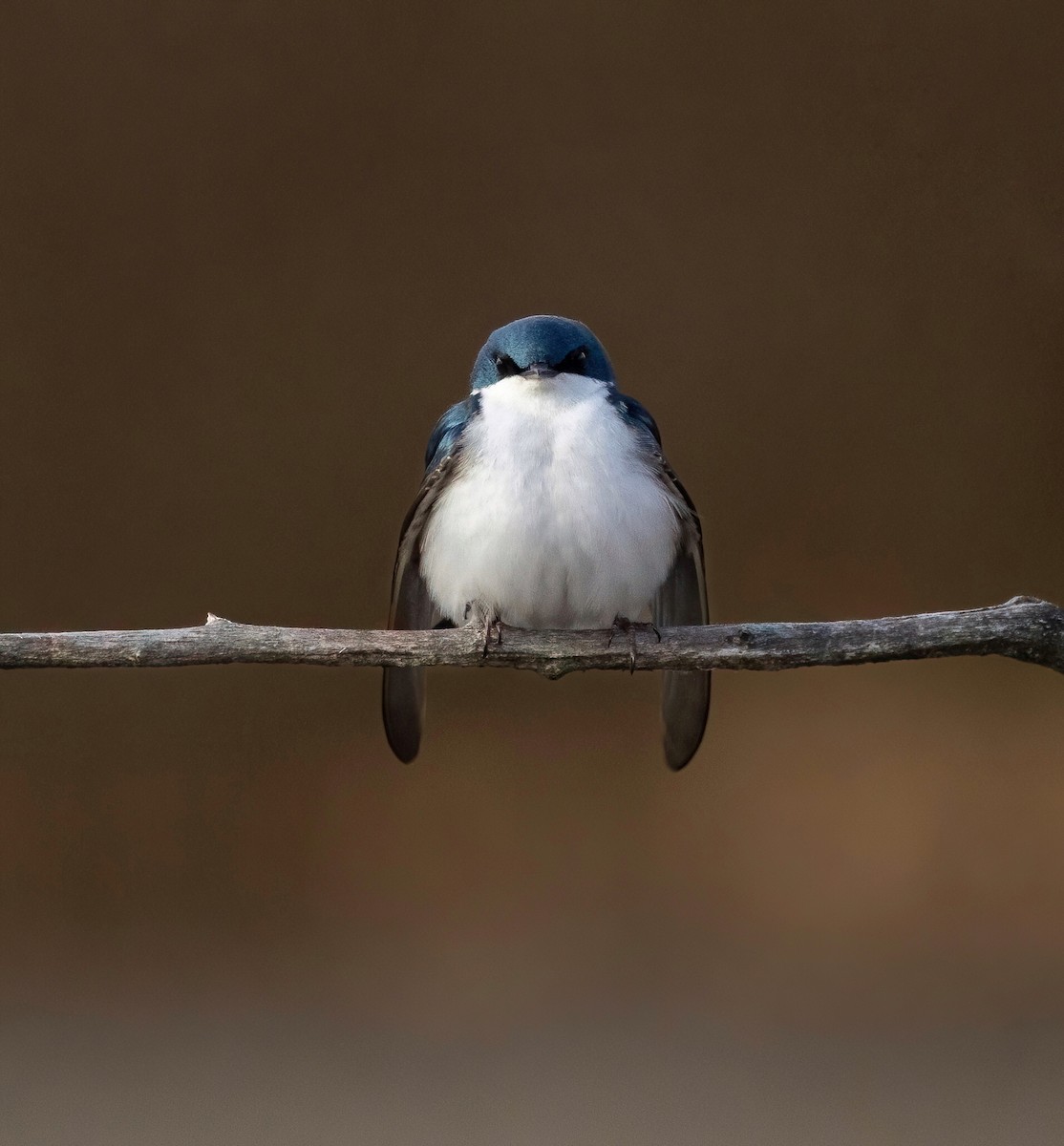 Tree Swallow - Julie Paquette