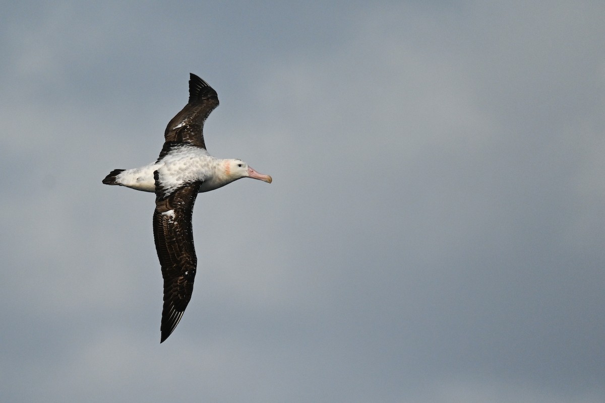 albatros tristanský - ML618171969