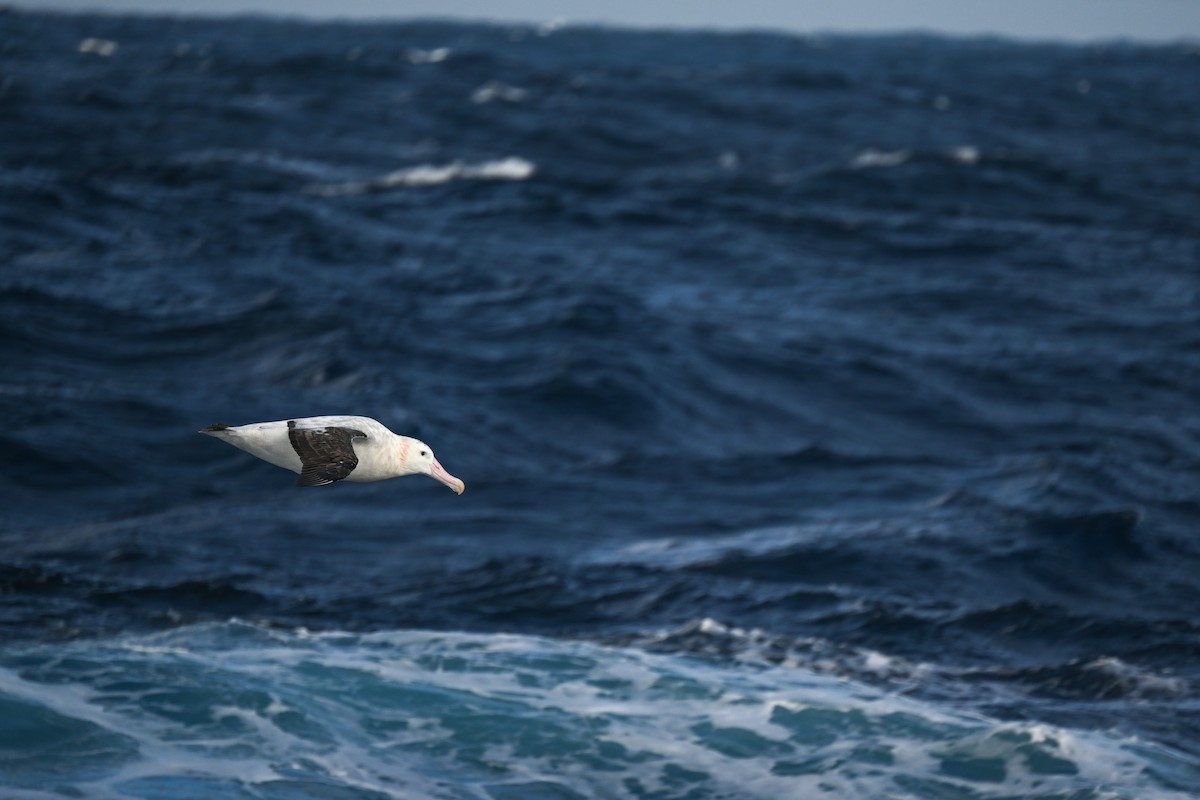 Albatros de Tristan da Cunha - ML618171970