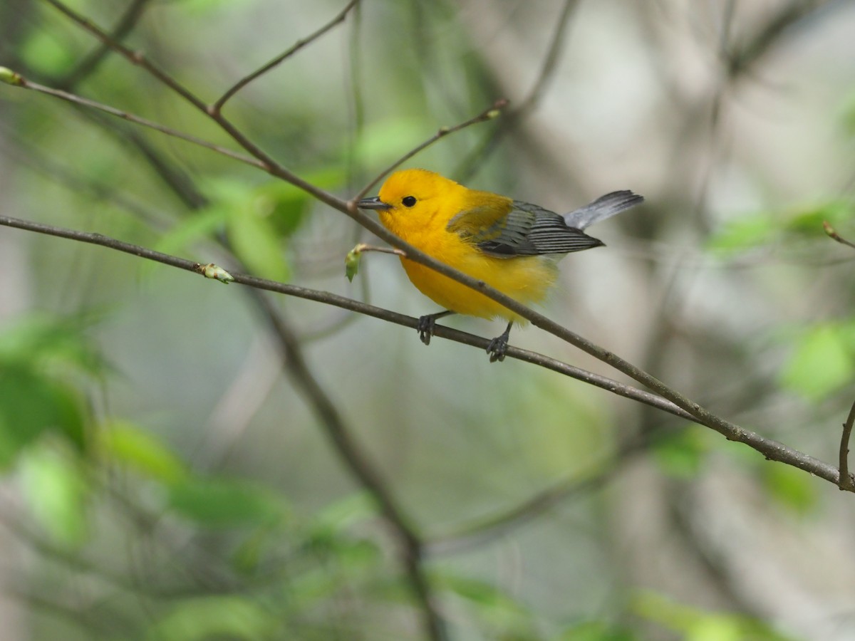 Prothonotary Warbler - ML618171973