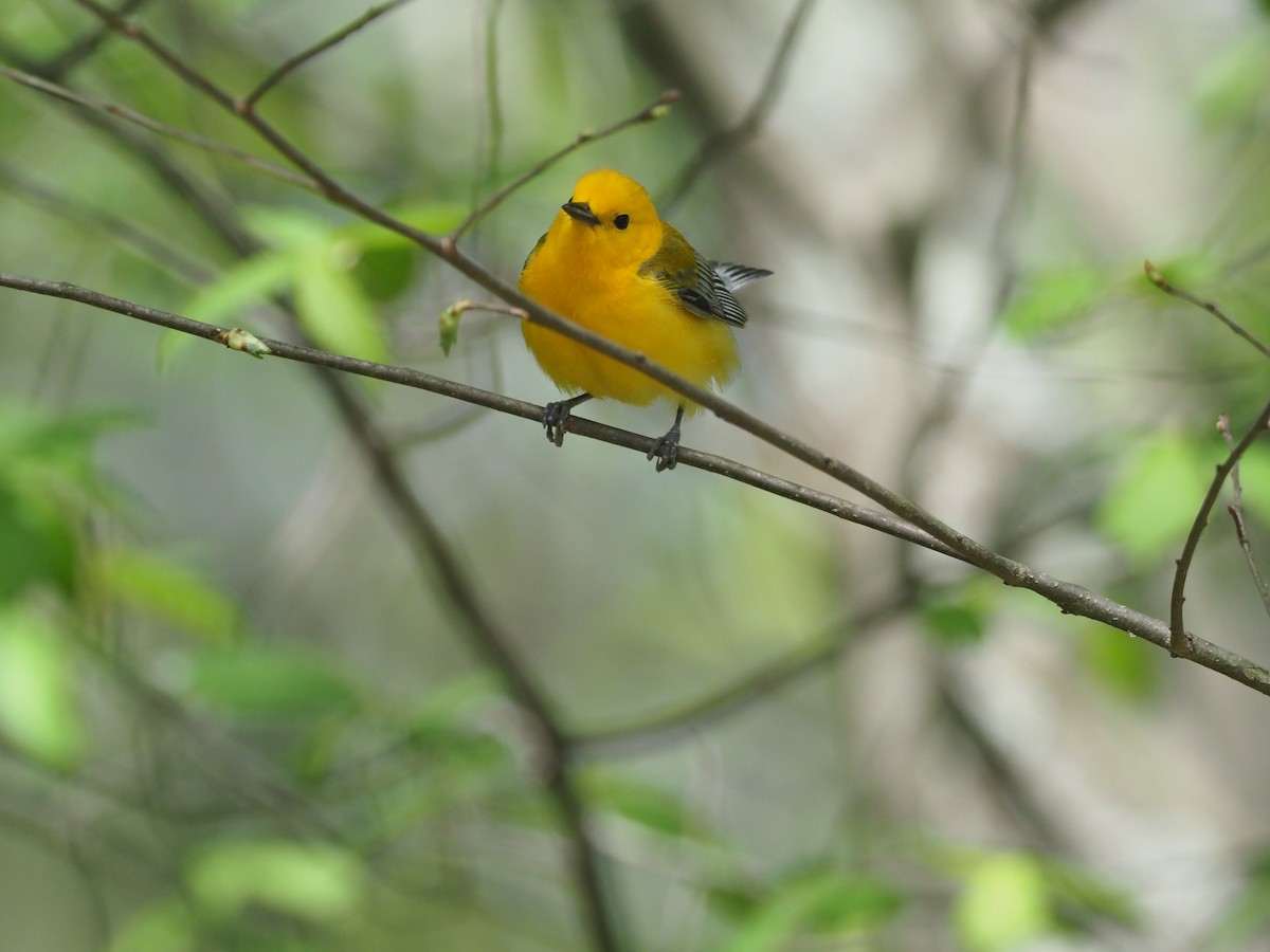 Prothonotary Warbler - ML618171974