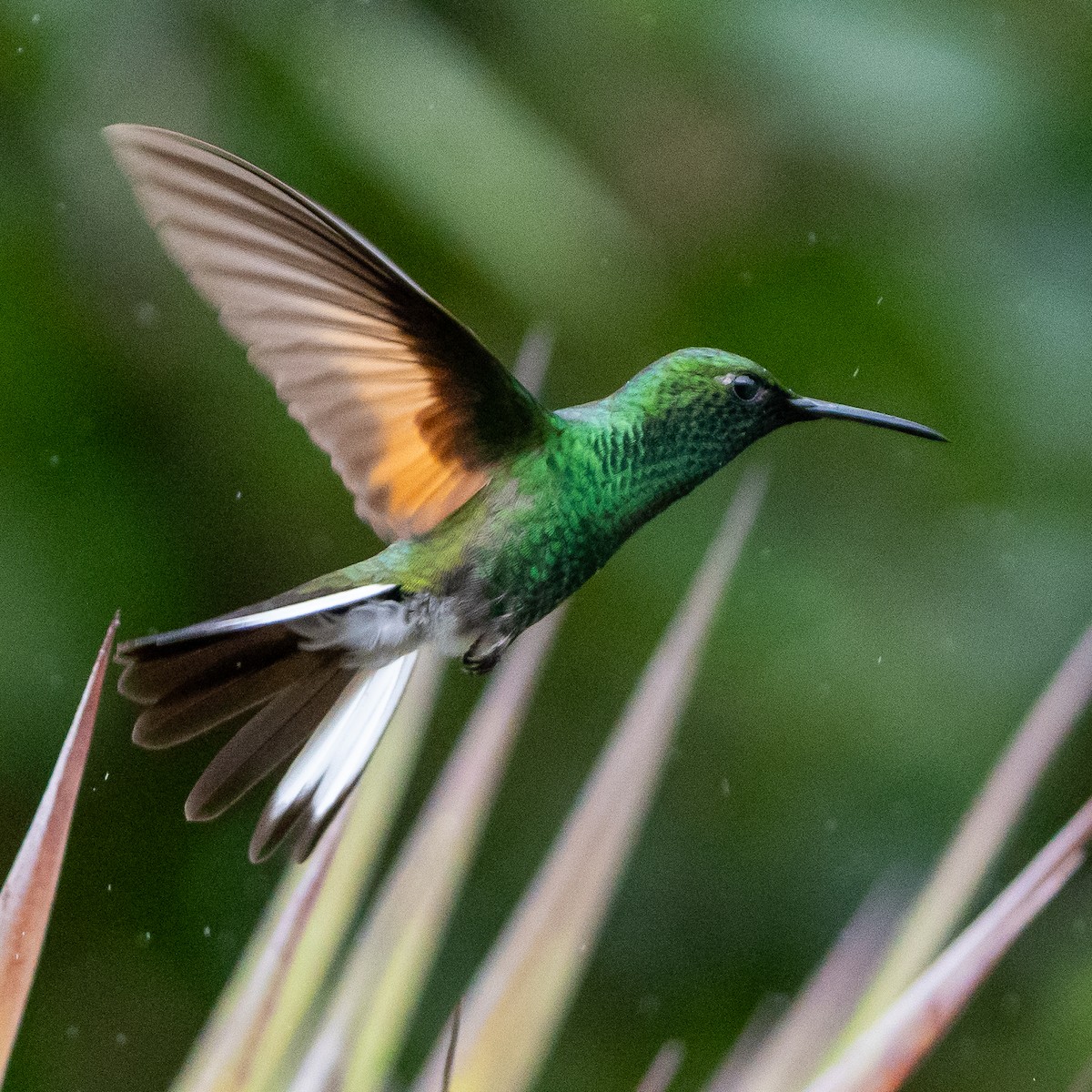 Stripe-tailed Hummingbird - Anthony Batista